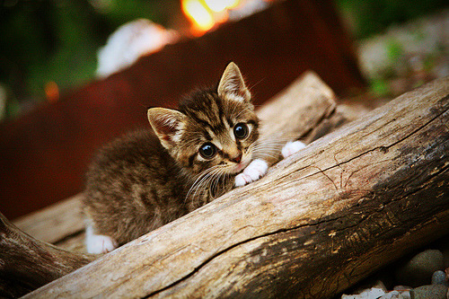全国青少年趣味障碍趣味赛在北京圆满成功,儿童趣味障碍赛