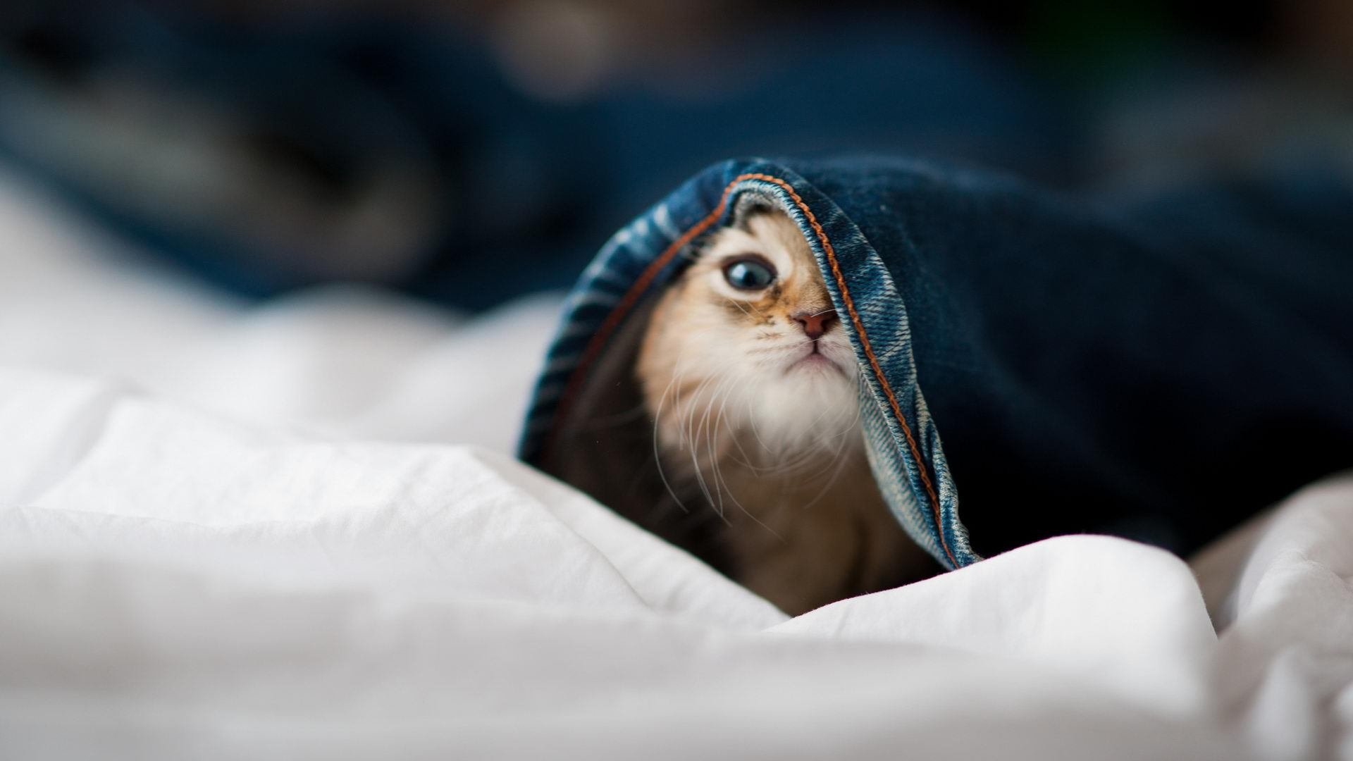 中国篮球青训体系教练员培训机制研究，中国篮协篮球教练员培训班