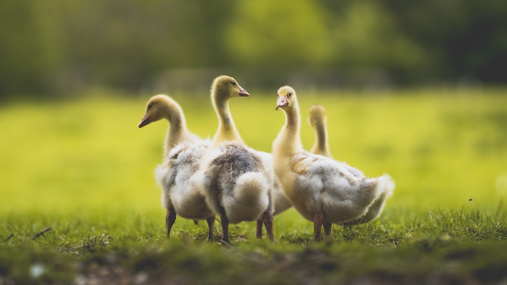 中国篮球青训体系教练员培训机制研究，中国篮协篮球教练员培训班